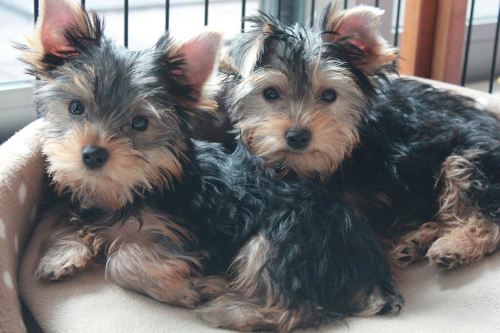 yorkshire terrier, puppy, dog siblings-1718023.jpg
