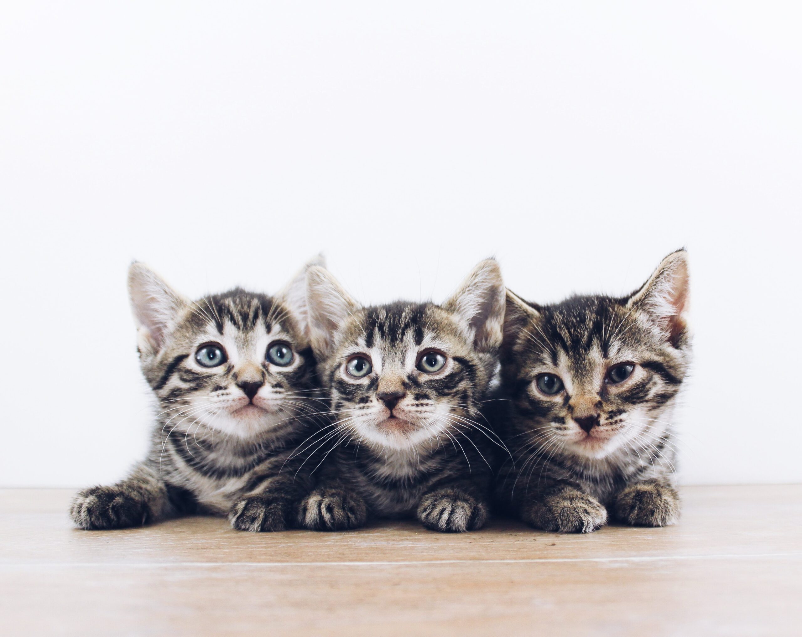 how old do kittens need to be to be weaned
