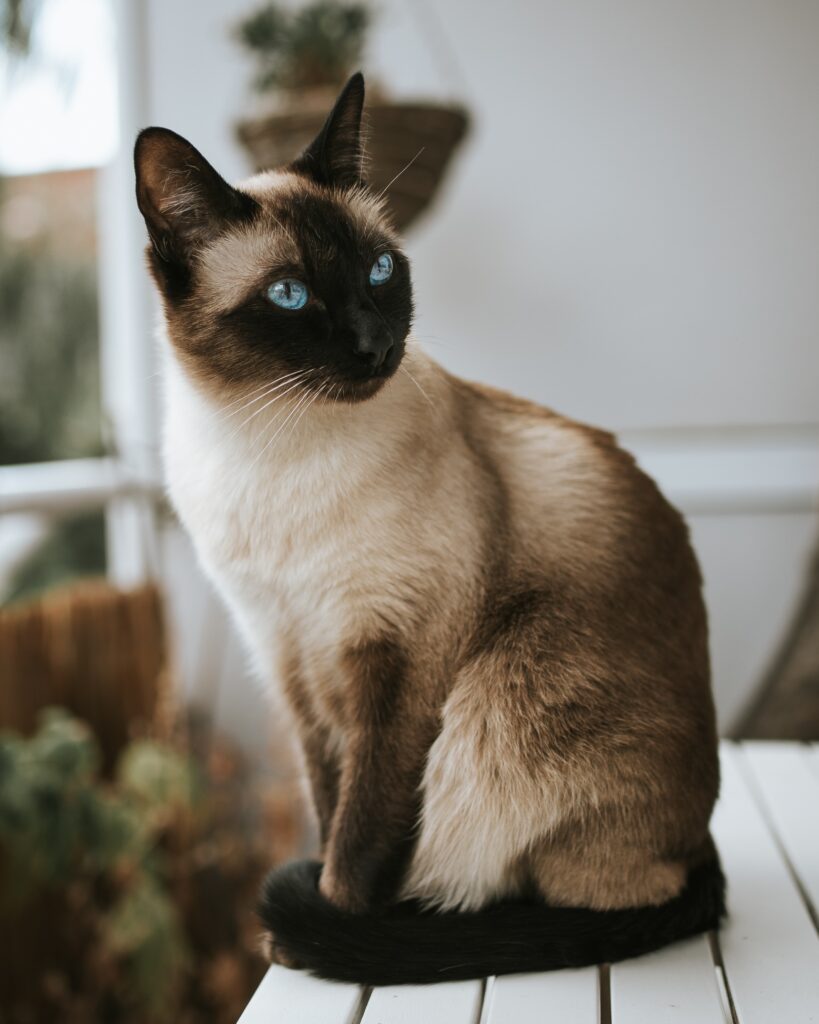 Do Siamese Cats Get Along With Other Cats?