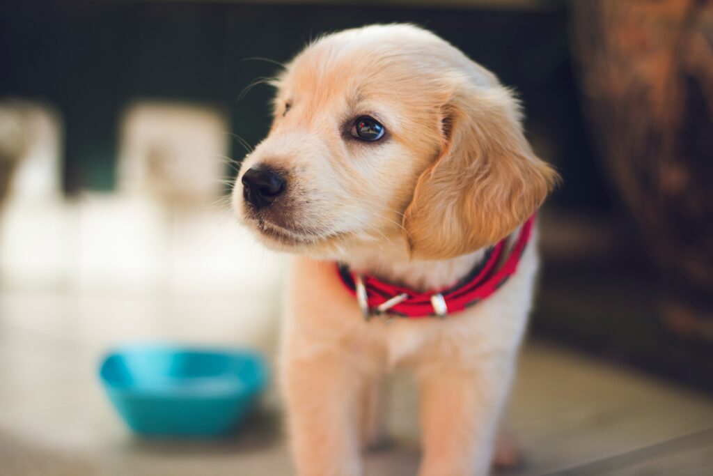 Without a trainer. Tips for teaching a puppy to poop properly