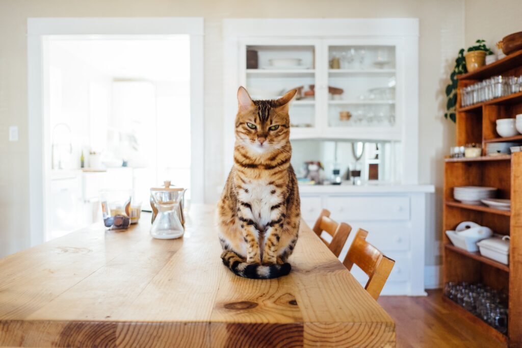 Top 5 Meanest Cat Breeds