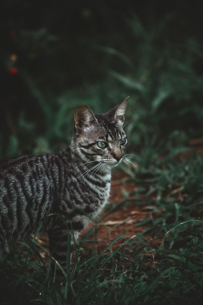 The Toyger, the tiger cat