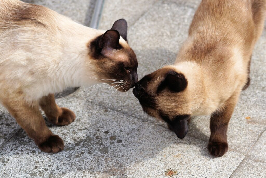 Siamese Cats get Darker with Age