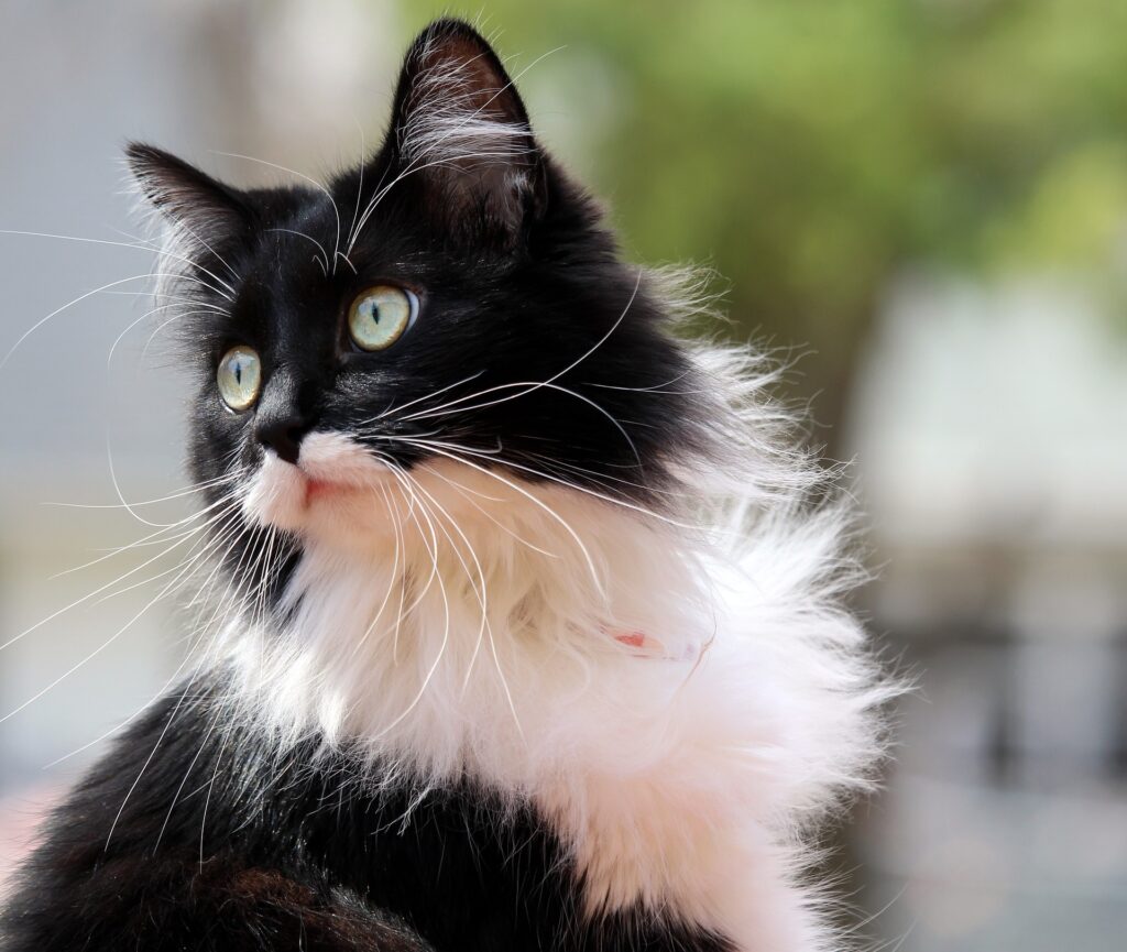 Tuxedo Cat Personality