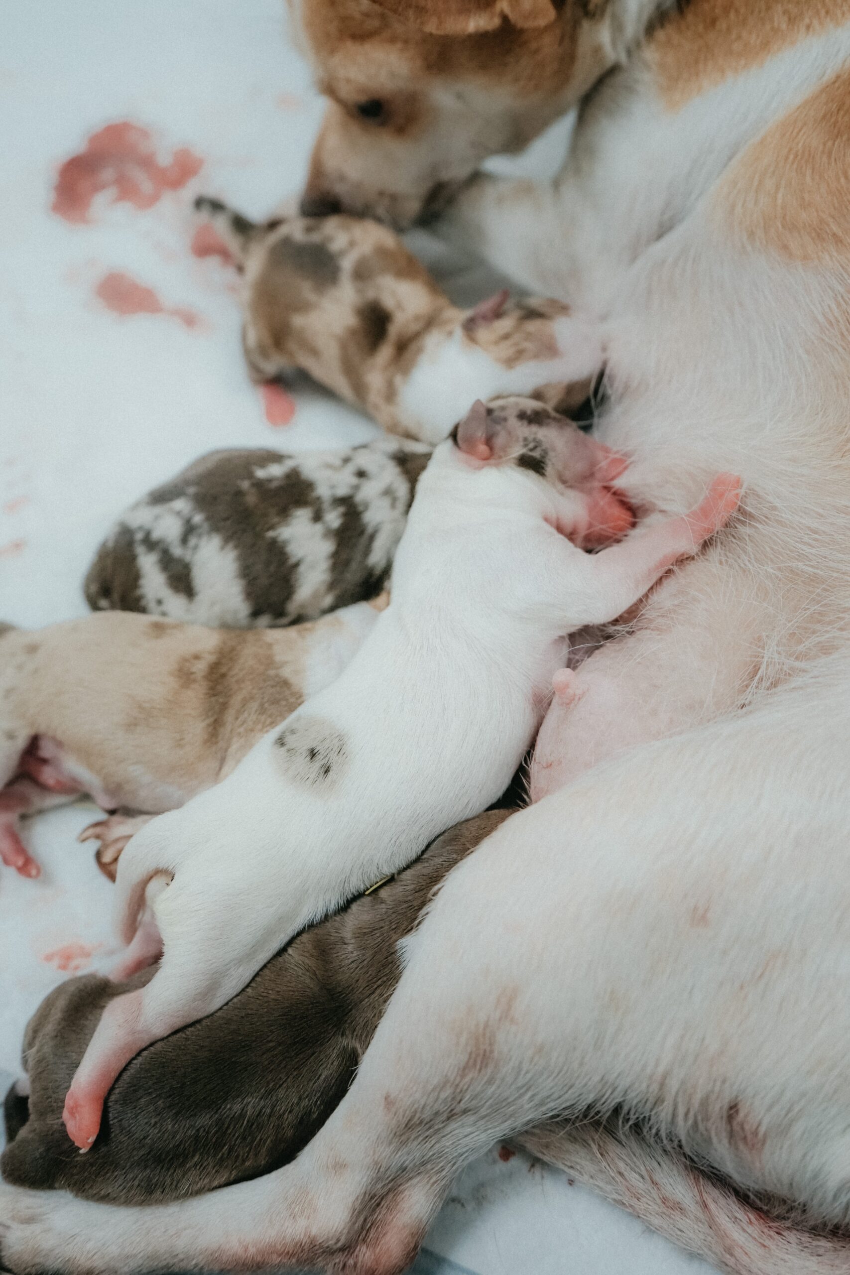 how-long-are-dogs-pregnant-for-pet-lovers