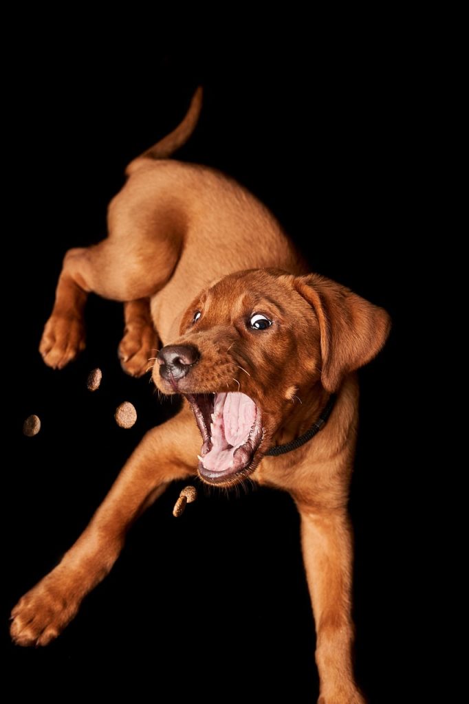 homemade-dog-treats-guide