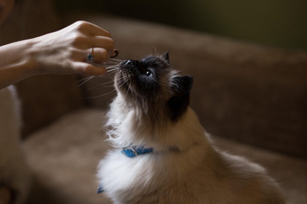 Safe human foods for cats