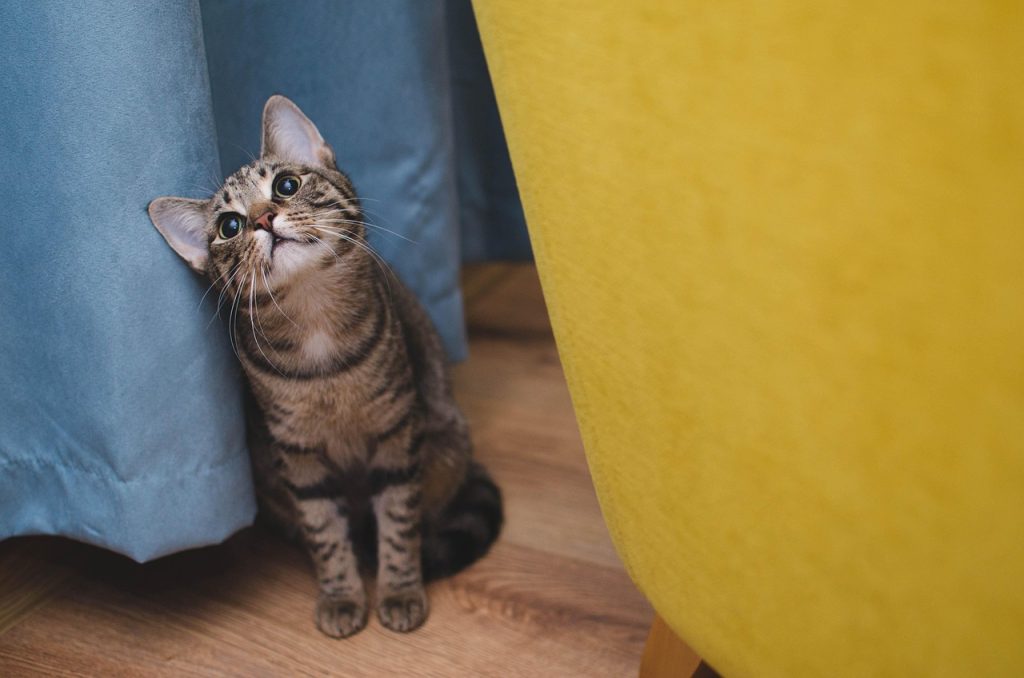 10 Signs Your Cat Loves You (Even If They Pretend Not To)
