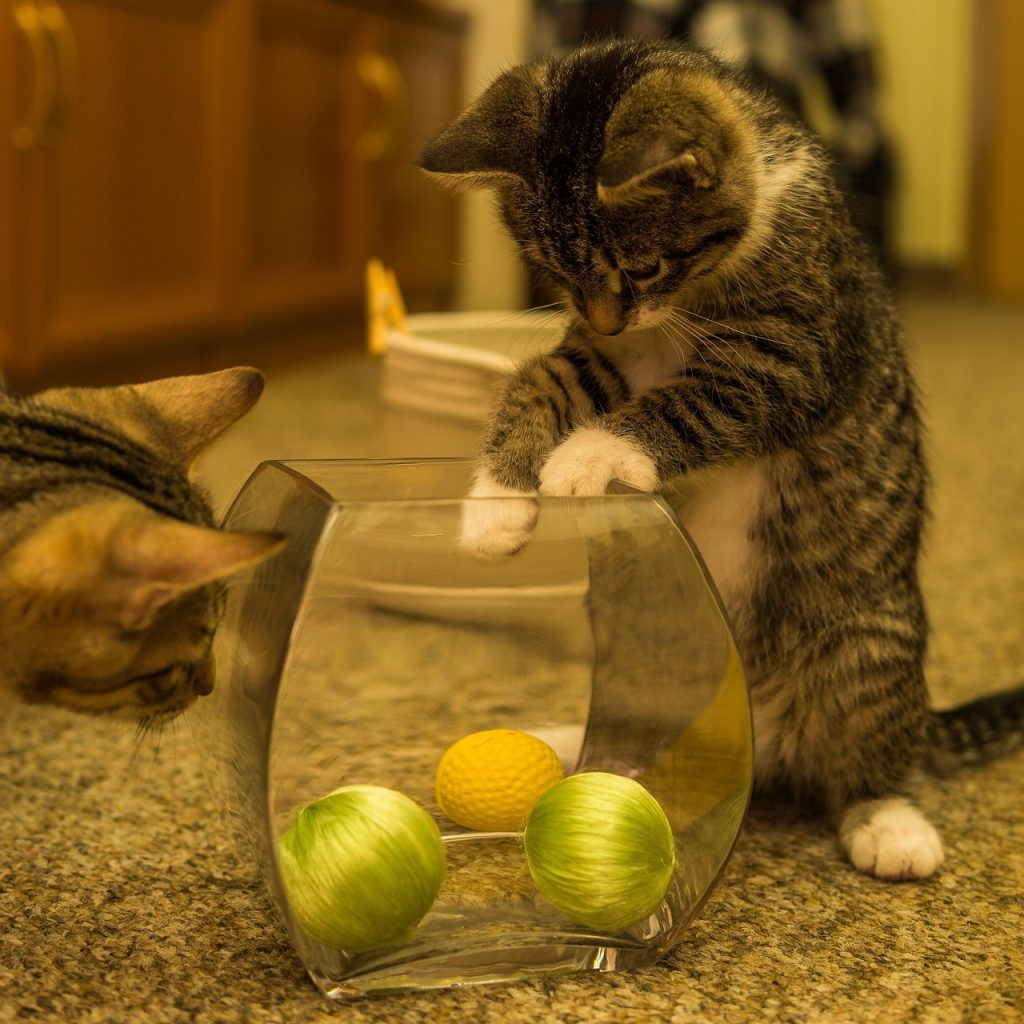 Best Interactive Cat Toys to Keep Your Kitty Happy & Active